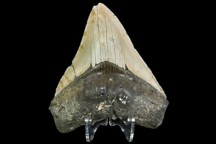 Fossil Megalodon Tooth - North Carolina #108981